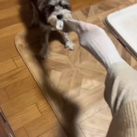 靴下を引っ張る犬