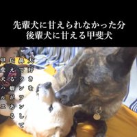 甘えん坊なハルヱちゃんの過去と現在