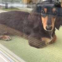 ママがお迎えに来た時のコロンちゃん6