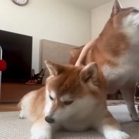 うつむく犬3