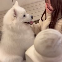 顔を見つめる大型犬