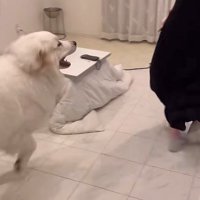追いかけ回すチャックちゃん