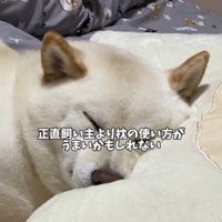 ぴったり枕に顔をうずめる犬