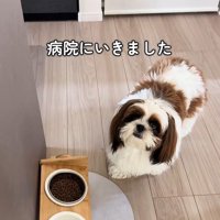 ご飯を食べないパンちゃん2