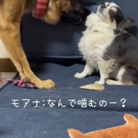 「なんで噛むの？ひどい…！」