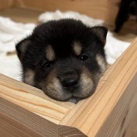 生後30日目の赤ちゃん犬