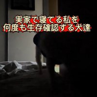 飼い主の方へ歩いてくる白い犬