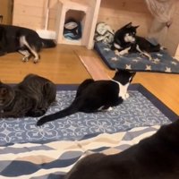 たくさんの猫と犬