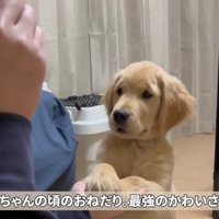 健気におねだりしていた子犬期