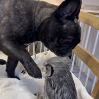 ツンツンは慎重に…