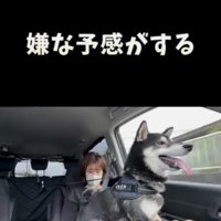 車の窓の外を見る犬