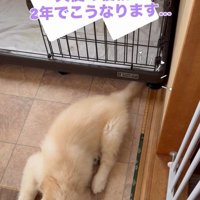 天使のようなブランくん1