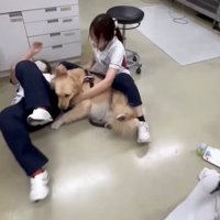 倒れながらも犬を優しく支えるスタッフ