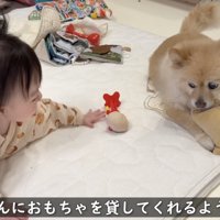おもちゃをポメくんに