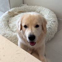 頭を下げる大型犬