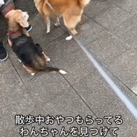 おやつをもらうワンコとポポちゃん6