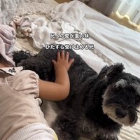 こたろう君を撫でる女の子