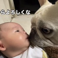 赤ちゃんに顔を近づける犬