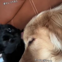 大型犬とも仲良しに