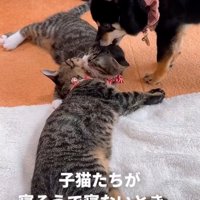 子猫に近づく犬
