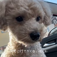 下を向く犬