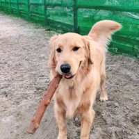 木の棒のおもちゃをくわえて立っている犬