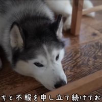 机の下で不満を言う犬