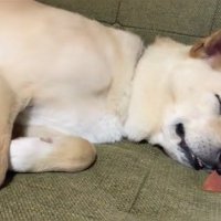 眠る保護犬