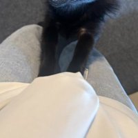 犬生