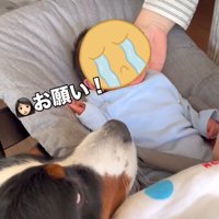 赤ちゃんを見る犬3
