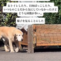 庭を散策する大型犬