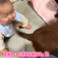 実家のワンコの洗礼を受ける赤ちゃん2