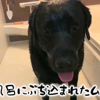 ムニくんのお散歩拒否9