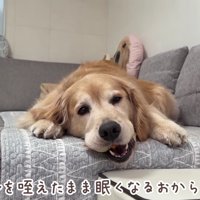 ウトウトするおからちゃん
