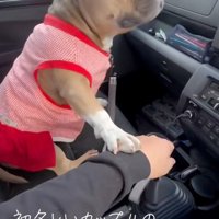 手を重ねるリリーちゃん