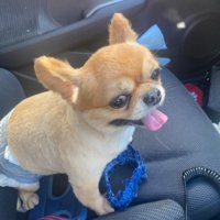 トリミングに行ったら…