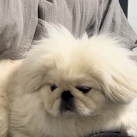 毛がフワフワのつもちゃん