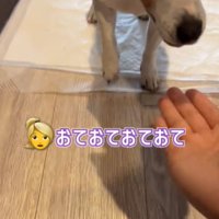 目を伏せる犬2