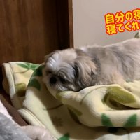 動く気ゼロ