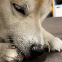 肉球ケアに勤しむらんまるくん