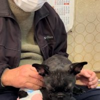 またウトウトするぶーちゃん