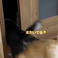 引き戸の隙間で玉突き衝突する2頭の小型犬