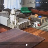 再び全力で遠吠え