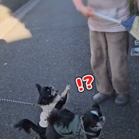 人の気配を感じたライタくん