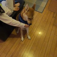 「ありがとう」のペロペロ…♪