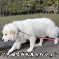 道を歩く犬と子ども