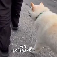後ろを歩く犬