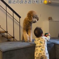 犬が落としたボールを掴む赤ちゃん