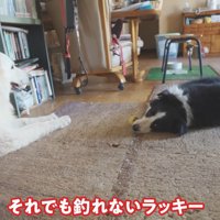 ラッキーちゃんを預かった時のBJ くん6