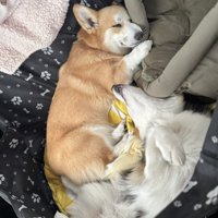 熟睡